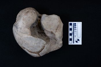 Media type: image;   Vertebrate Paleontology VPM-15735 Description: Photograph of an articular surface of a tarsal bone of MCZ VPM-15753, Mammuthus primigenius.;